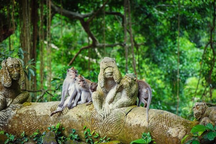 Monkey Forest : Wisata Bali dimana Monyet Berkeliaran